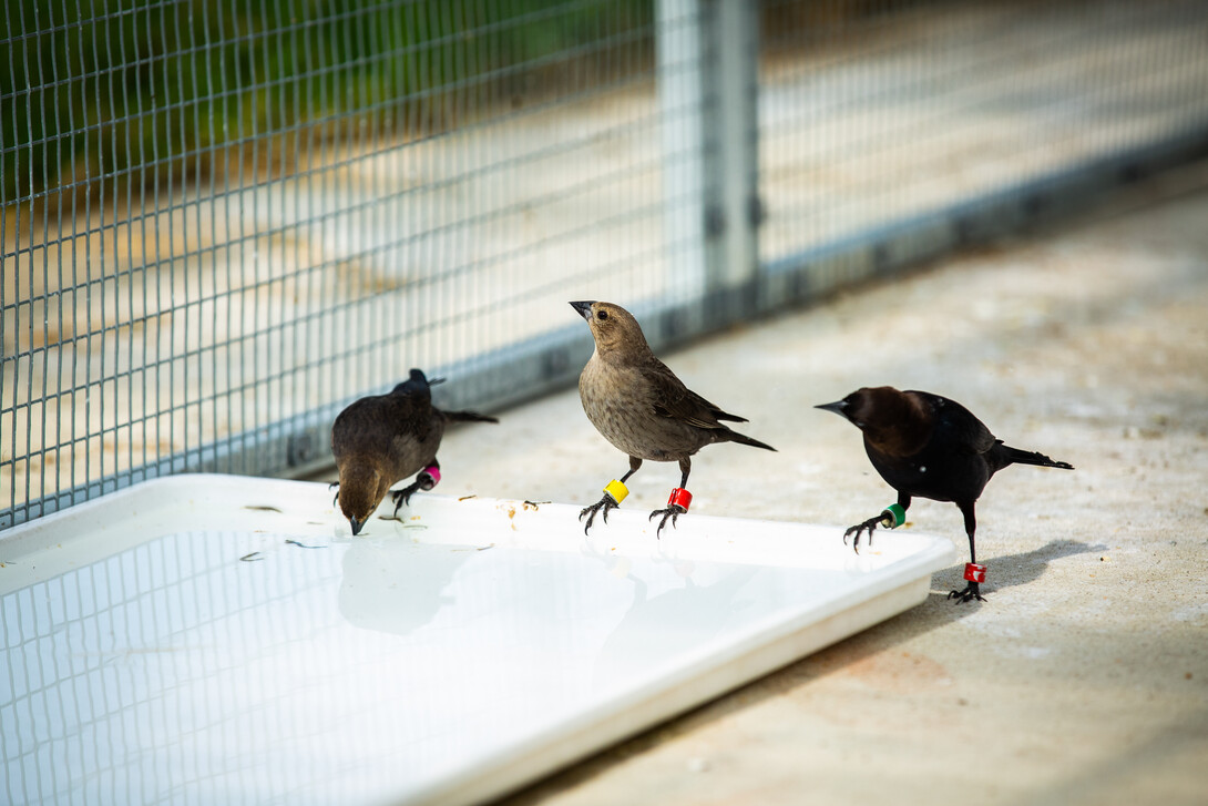 Photo of songbirds in the smart aviary on the Pennovation Works campus